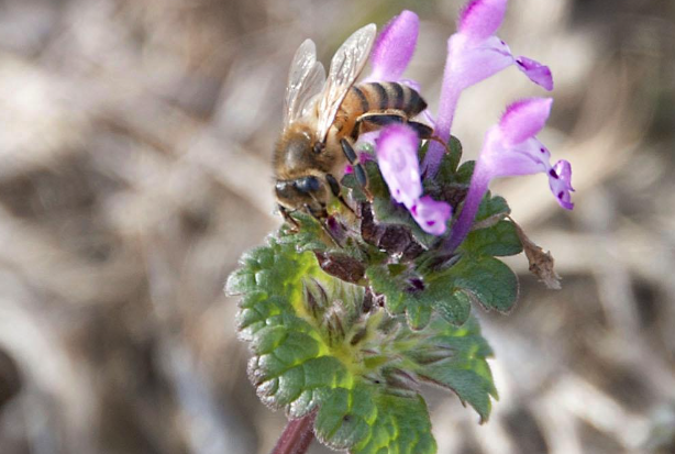 honey bees